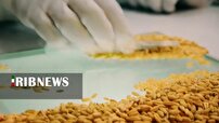 اصلاح نژاد گندم گامی موثر در افزایش بهره وری و کاهش مصرف آب