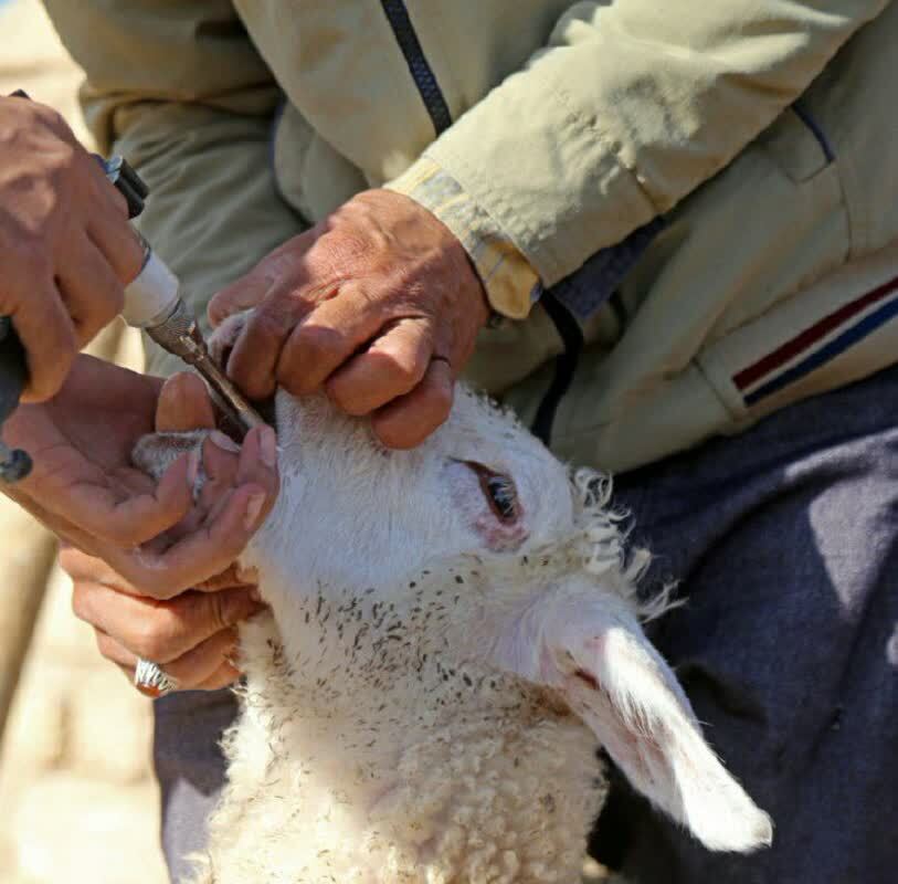 پیام آذری