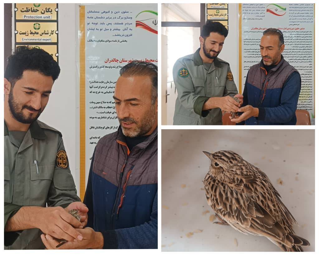 پیام آذری