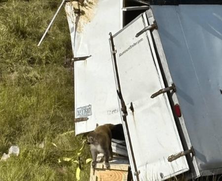 واژگونی کامیون حامل میمون‌های مبتلا به ویروس‌های خطرناک در آمریکا