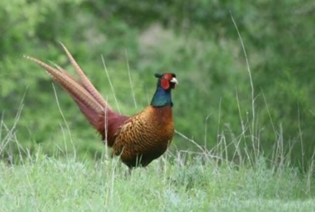 مردمی: سرشماری پاییزه قرقاول قفقازی در ارسباران