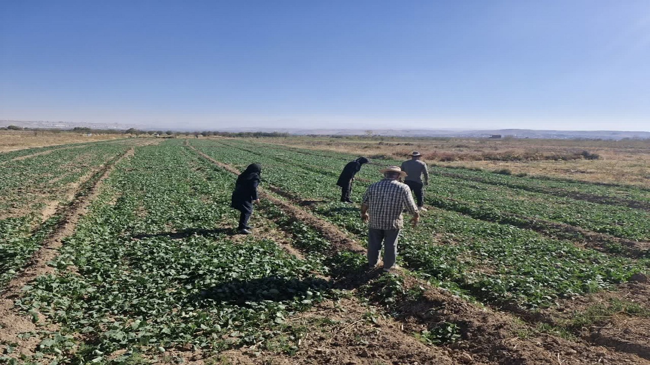 پایش میدانی مزارع کلزا در اسکو