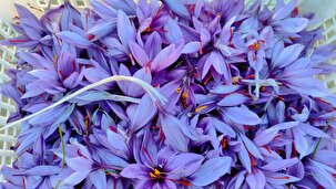 برداشت زعفران از مزرعه طرح اشتغال کمیته امداد در تکاب