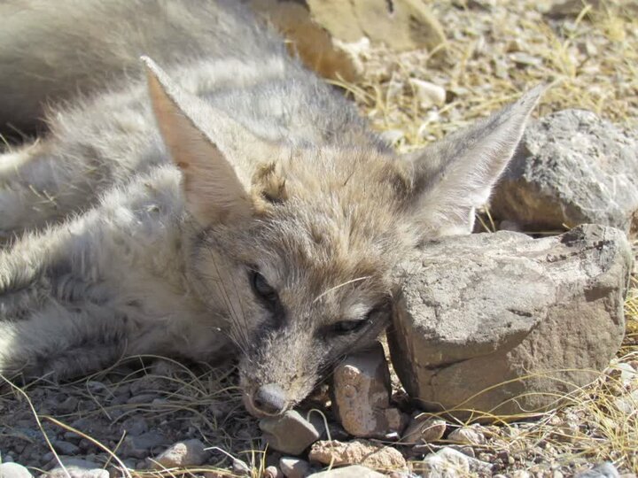 آذریار: روباه آسیب‌دیده در چالدران نجات یافت