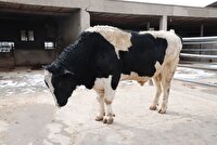 رشد ۱۹.۷ درصدی تلقیح مصنوعی دام در آذربایجان شرقی