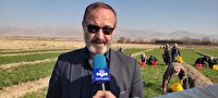 پیش بینی برداشت ۱.۹ تن زعفران از مزارع شهرستان مرند