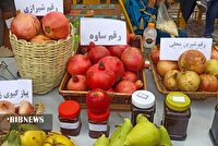 برداشت هزار و ۵۰۰ تن انار و رواج گردشگری کشاورزی در اردبیل