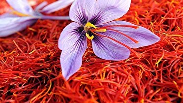 پیش بینی تولید یک هزار و ۸۰۰ کیلوگرم زعفران در مرند