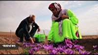 تولید ۵۲۰ کیلوگرم زعفران در اردبیل