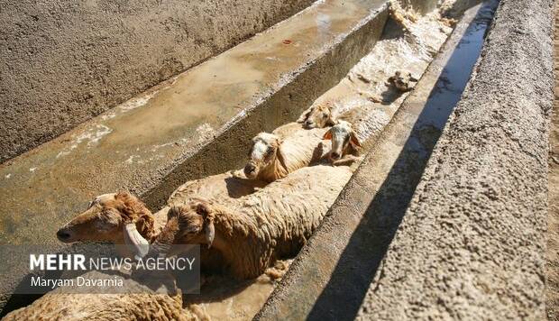 میدان دام جدید تبریز در آستانه بهره‌برداری