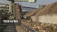 پیش بینی برداشت ۳۰ هزار تن چغندر قند از اراضی دشت مغان