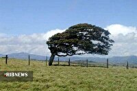 پیش بینی وزش باد در اردبیل