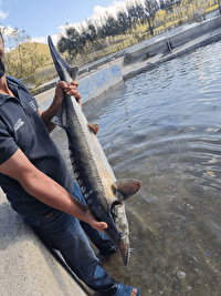 آغاز پرورش ماهیان خاویاری در انگوت