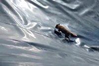 نجات روباه گرفتار در استخر ذخیره آب