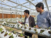 آغاز کاشت نشا توت فرنگی در اولین گلخانه تمام هوشمند منطقه بالانج شهرستان ارومیه‌