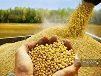 پیش بینی خرید ۱۰ هزار تن سویا در بیله‌سوار مغان