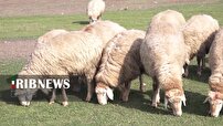 مغان؛ قلب تپنده اصلاح نژاد گوسفند ایرانی