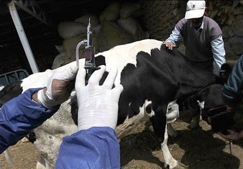 پوشش ۹۰ درصدی واکسیناسیون تب برفکی در سردشت