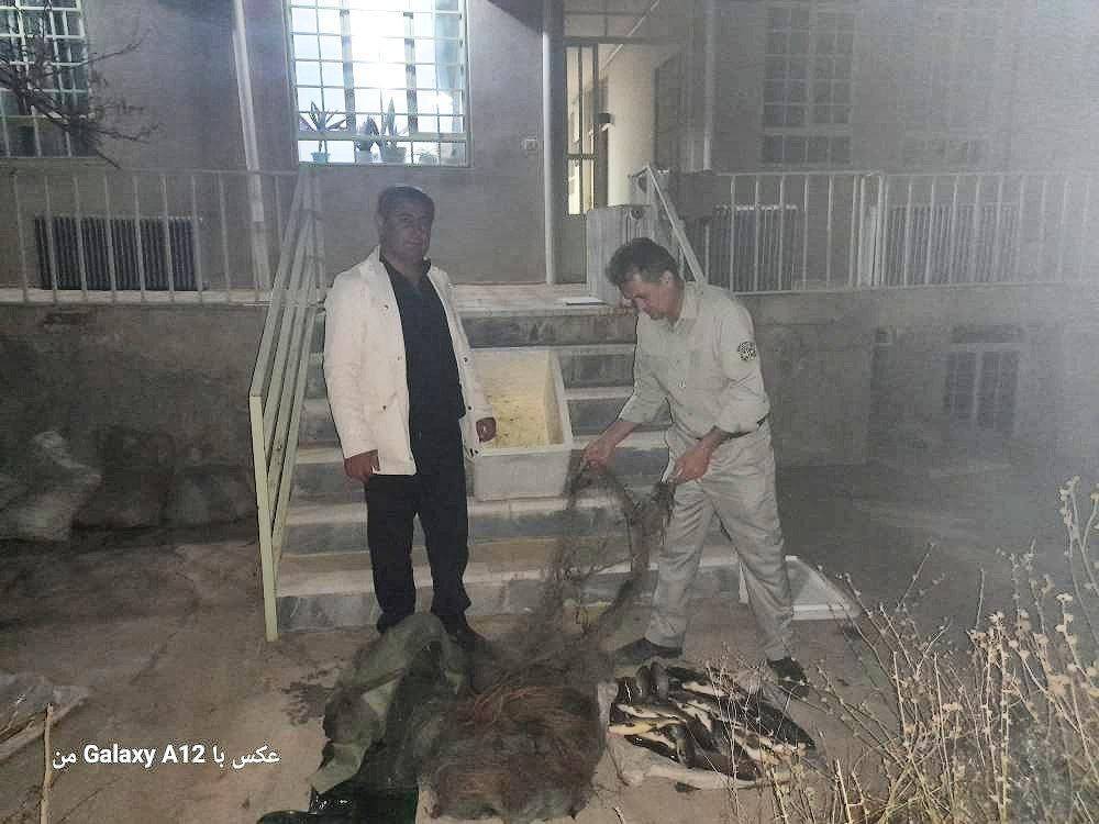 دستگیری یک صیاد متخلف در رودخانه زرینه‌رود شاهین‌دژ