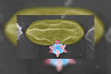 ماده برنده جایزه نوبل، باکتری‌ها را سوراخ می‌کند!