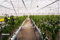 انعقاد ۶ تفاهم‌نامه سرمایه‌گذاری کشت گلخانه‌ای در اردبیل