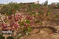 توسعه باغات پسته در شمال اردبیل