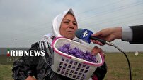 ازبومی سازی تولید زعفران تا صادرات