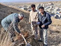 کاشت بذر بلوط در پارک جنگلی شهدای تکاب آغاز شد