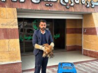 تحویل یک بال سارگپه زخمی به اداره حفاظت محیط زیست ارومیه