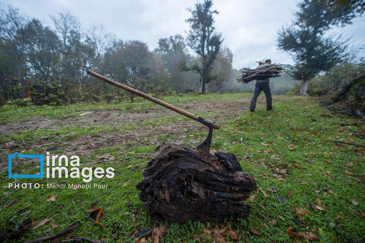 ۱۱۹ پرونده قضایی مرتبط با قاچاق چوب در اردبیل تشکیل شد