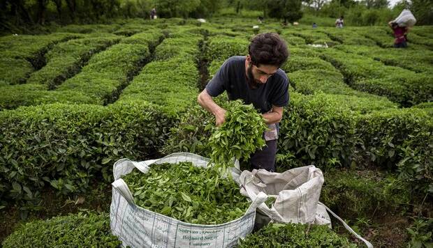 ناترازی به چای ایرانی هم رسید!