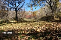 ورود به جنگل‌های استان اردبیل تا اطلاع ثانوی ممنوع شد