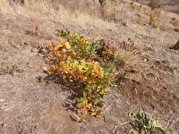 رفع تصرف ۵ هکتار از اراضی ملی شهرستان اشنویه