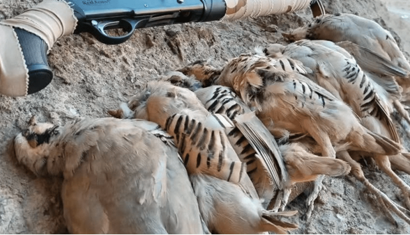 خانی: 14 شکارچی متخلف در ارومیه دستگیر شدند