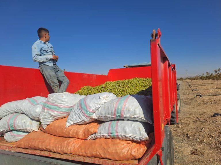 برداشت نخستین محصول گردو ازبزرگترین باغ یکپارچه پسته و گردوی غرب آسیا در منطقه آزاد ماکو