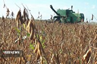 پیش‌بینی برداشت ۳۵ هزار تن سویا در اردبیل