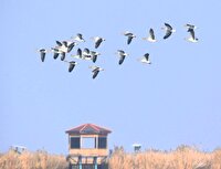 حال خوش تالاب‌های شهرستان نقده