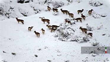 آغاز نظارت میدانی بر سرشماری حیات‌وحش در آذربایجان شرقی