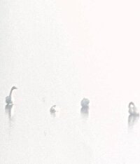 ورود نخستین دسته قو‌های مهاجر به تالاب سولدوز نقده