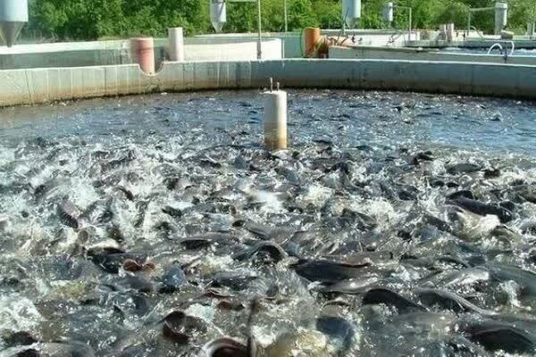 پیش بینی تولید بیش از ۲۱ هزار تن آبزیان در آذربایجان‌غربی