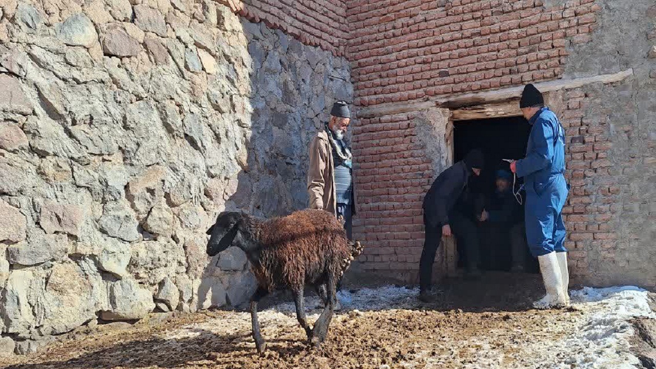 انجام عملیات واکسیناسیون دام‌ها علیه بیماری تب برفکی در اسکو