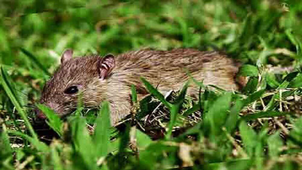 مبارزه تلفیقی با موش‌های مضر برای حفاظت از محصولات زراعی پاییزه