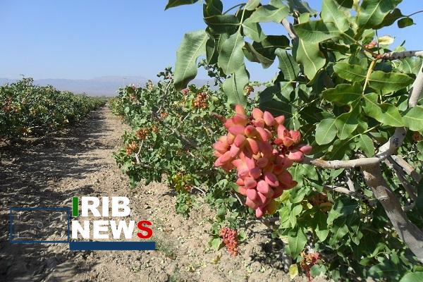 اجرای الگوی کشت ملی با توجه به خشکسالی در آذربایجان شرقی