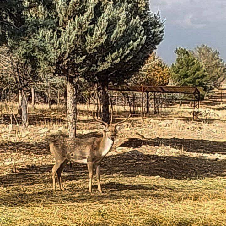 بررسی عملکرد مرکز تکثیر گوزن زرد ایرانی و  روند احیای دریاچه ارومیه