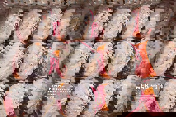 دمکری: کشتار روزانه مرغ در آذربایجان غربی به ۵۰۰ تن رسید