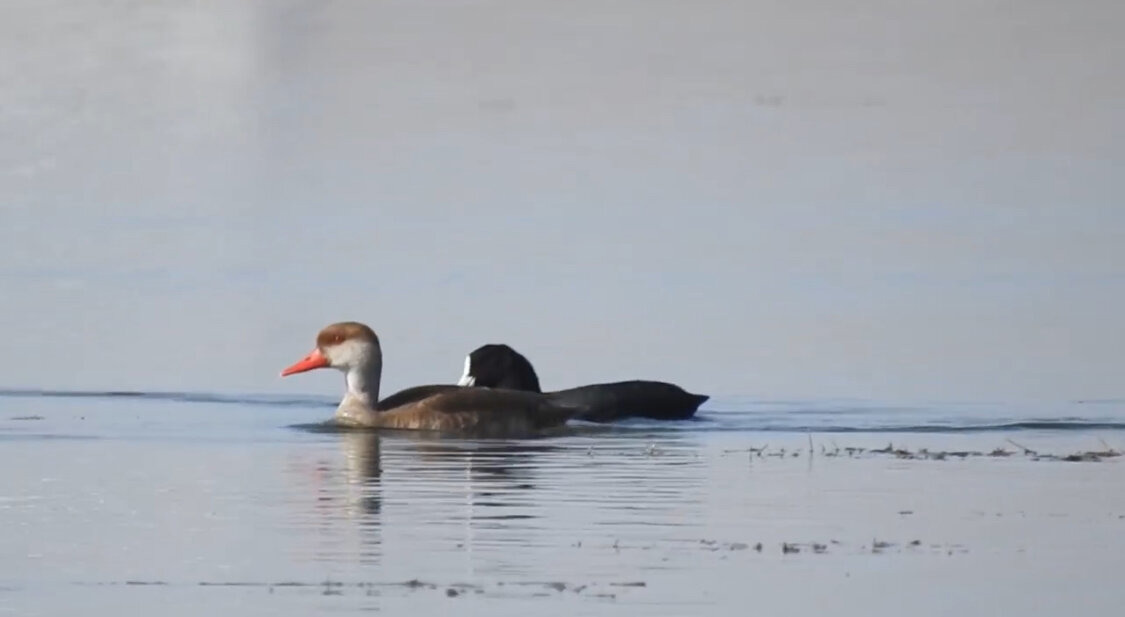 تالاب های حسنلو؛ تلاقی طبیعت زنده و تاریخ کهن در یک مقصد گردشگری