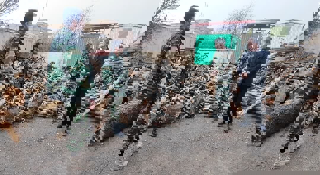 دستگیری قاچاقچی قطع درختان راش در جنگل‌های هیرکانی