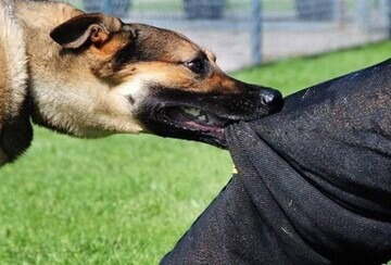 حمله سگ‌های بدون صاحب به دانشجوی دختر در دانشگاه تبریز