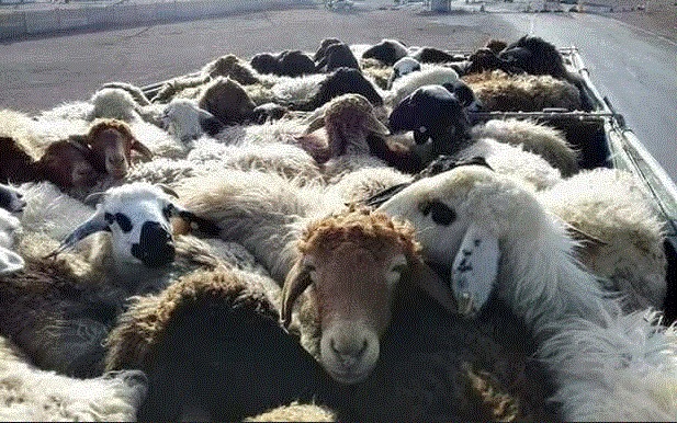 ضبط ۴۳ راس دام زنده قاچاق در بوکان