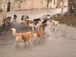 جزئیات حمله سگ‌های ولگرد به دانشجوی دختر دانشگاه تبریز از زبان رئیس دانشگاه